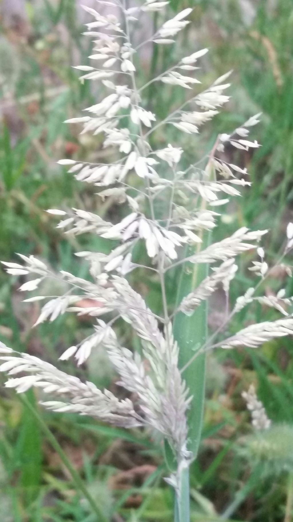 Holcus cfr. lanatus  (Poaceae)